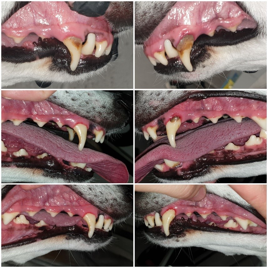 Grooming results at Phoenix Dog Grooming