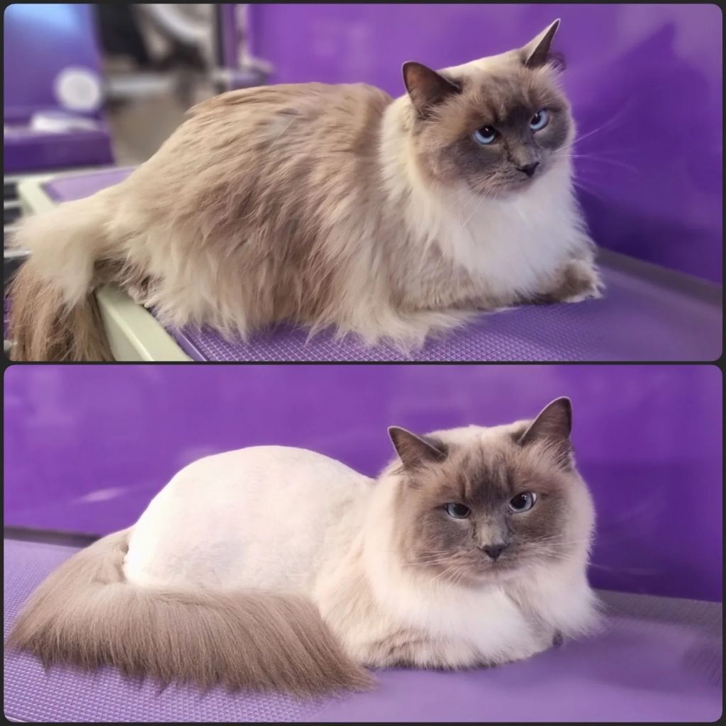 Cat grooming at Phoenix Dog Grooming