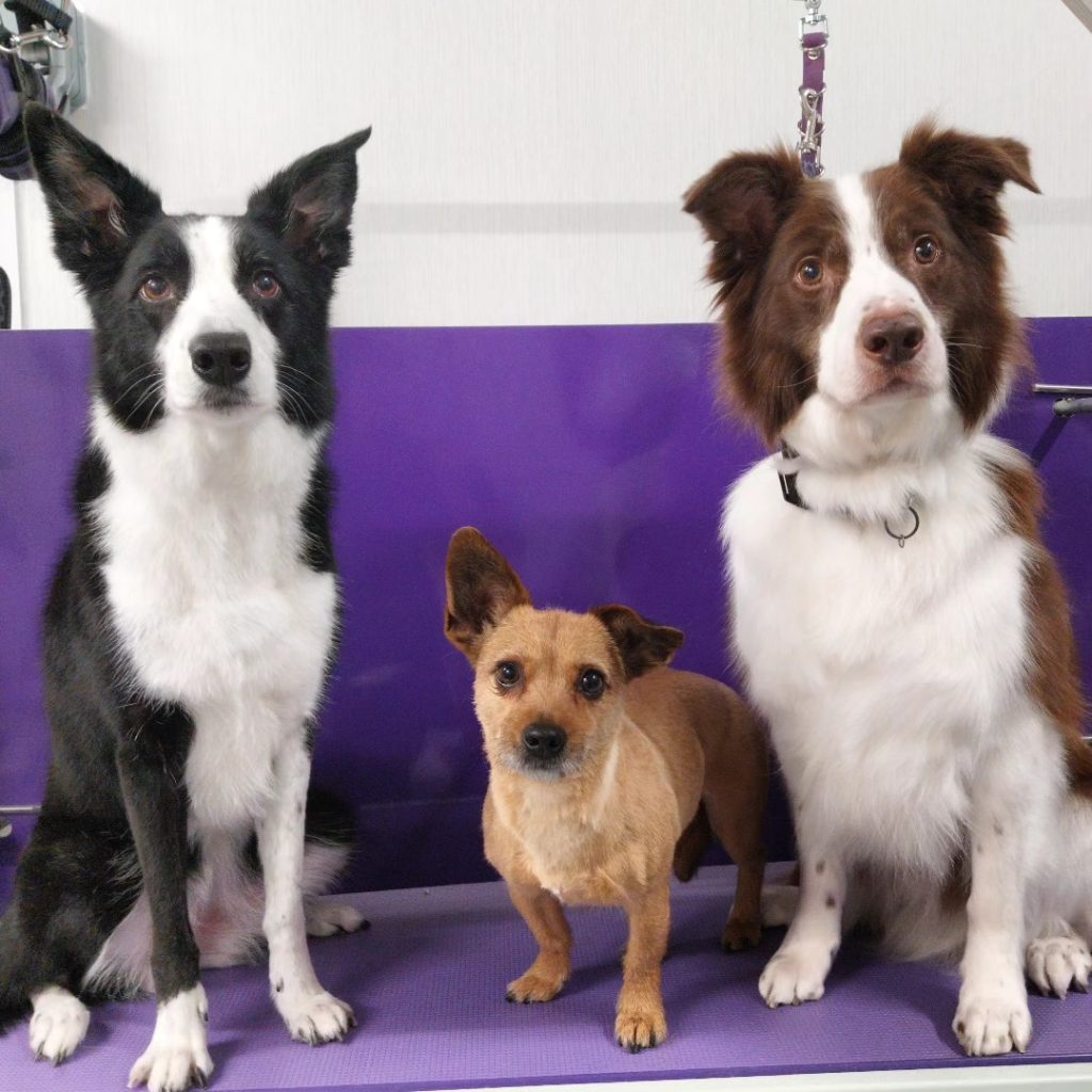 De-shedding service at Phoenix Dog Grooming