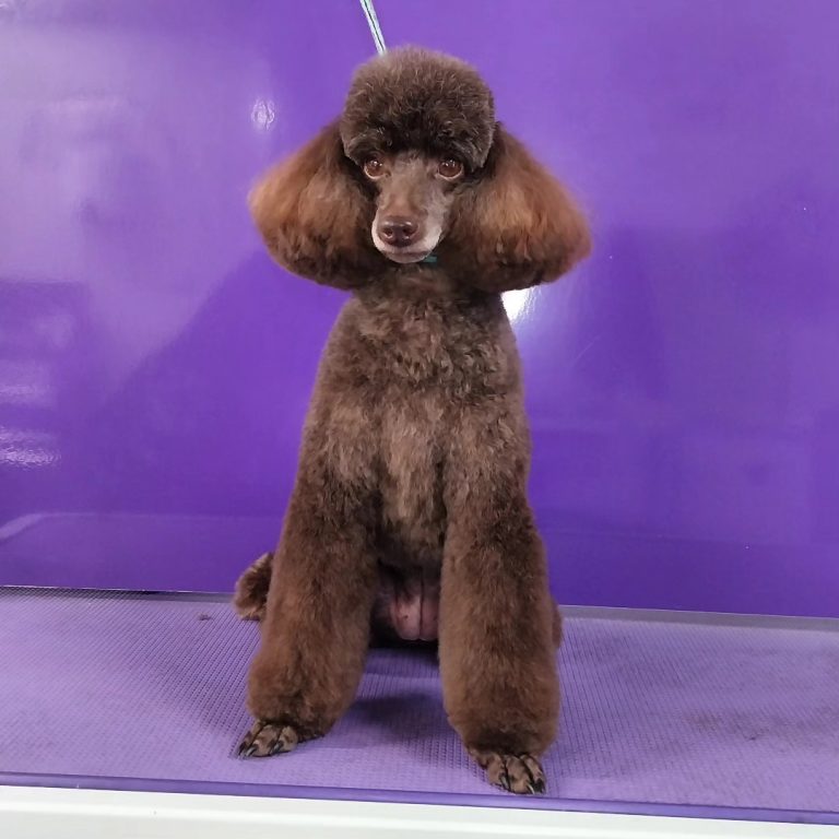 Dog grooming at Phoenix Dog Grooming