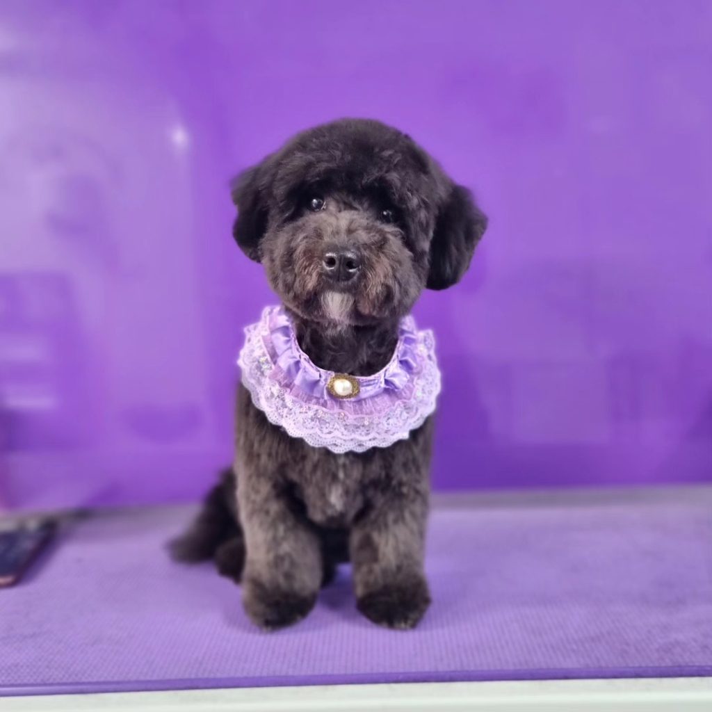 Puppy grooming at Phoenix Dog Grooming